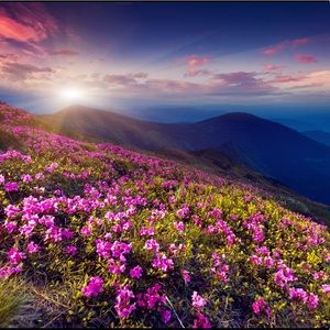 Meet your Posher, Bonnie x.